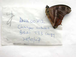 Imagem de Charaxes anticlea Drury 1782