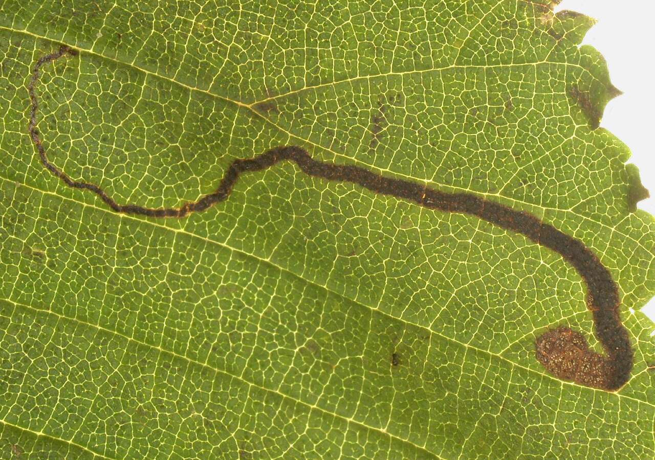 Stigmella ulmivora (Fologne 1860) Beirne 1945的圖片