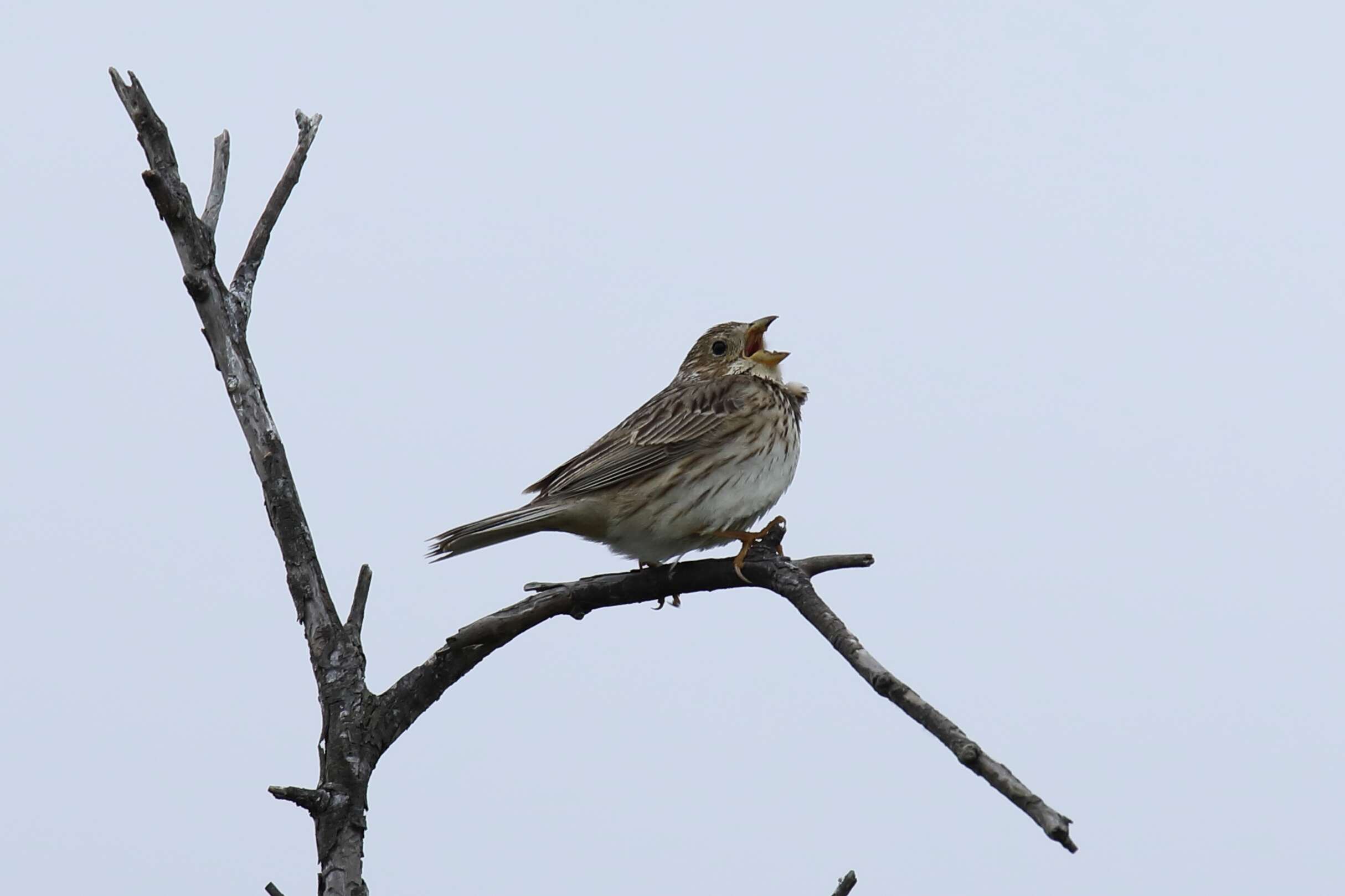 Image of Corn Bunting