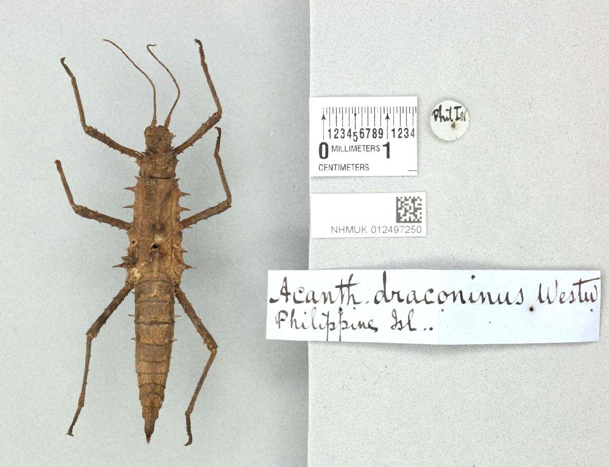 Image of Tisamenus draconina (Westwood 1848)