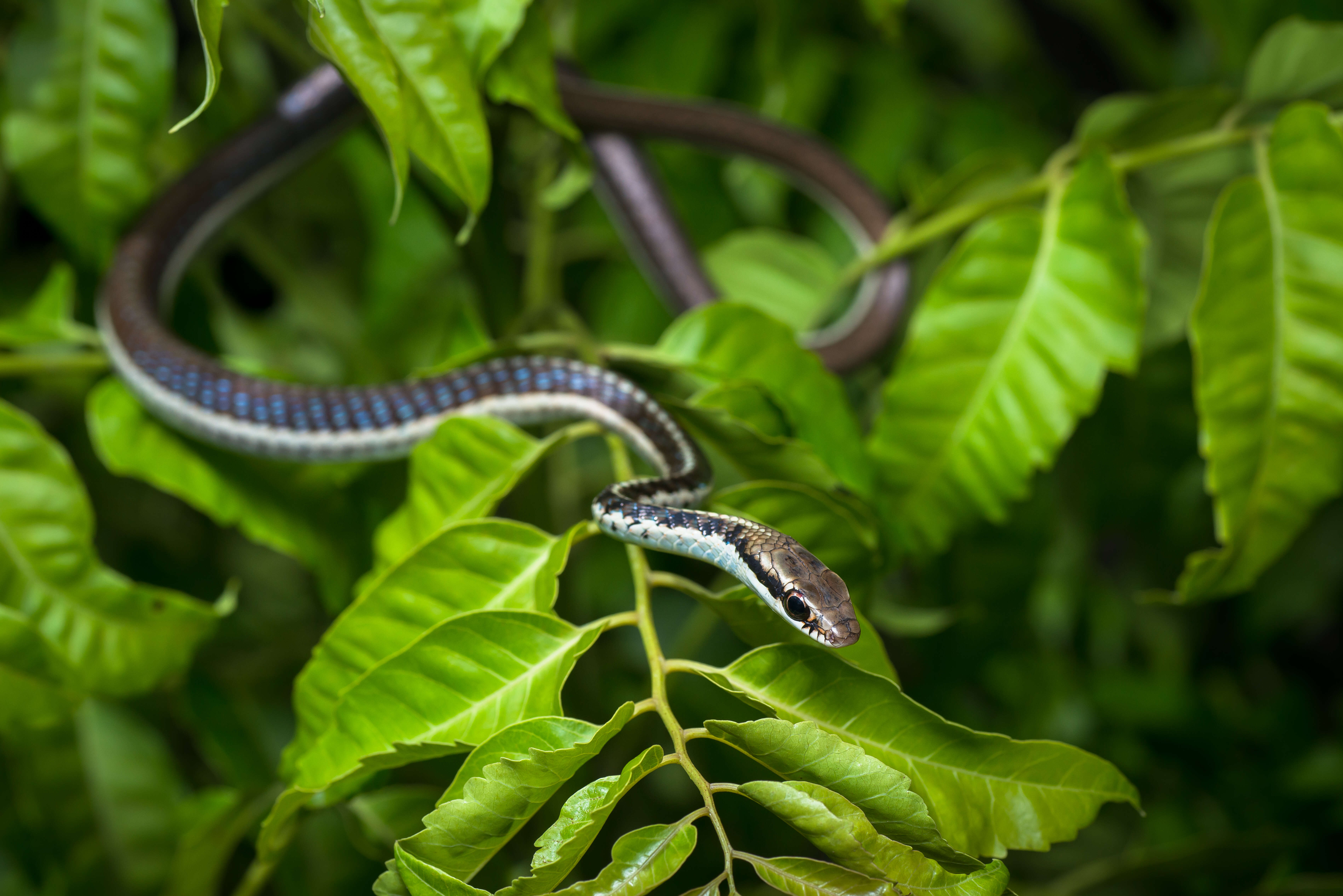 صورة Dendrelaphis subocularis (Boulenger 1888)