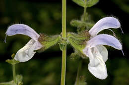 Imagem de Salvia africana L.