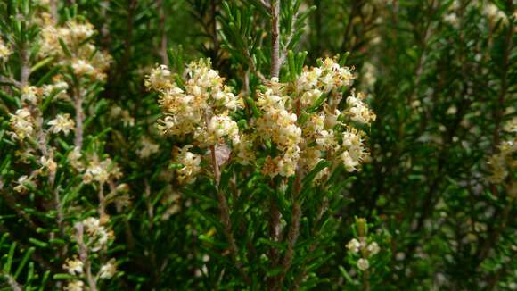 Image of Pomaderris phylicifolia Lodd.