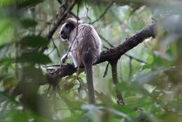 Image of Silvery-brown Bare-face Tamarin