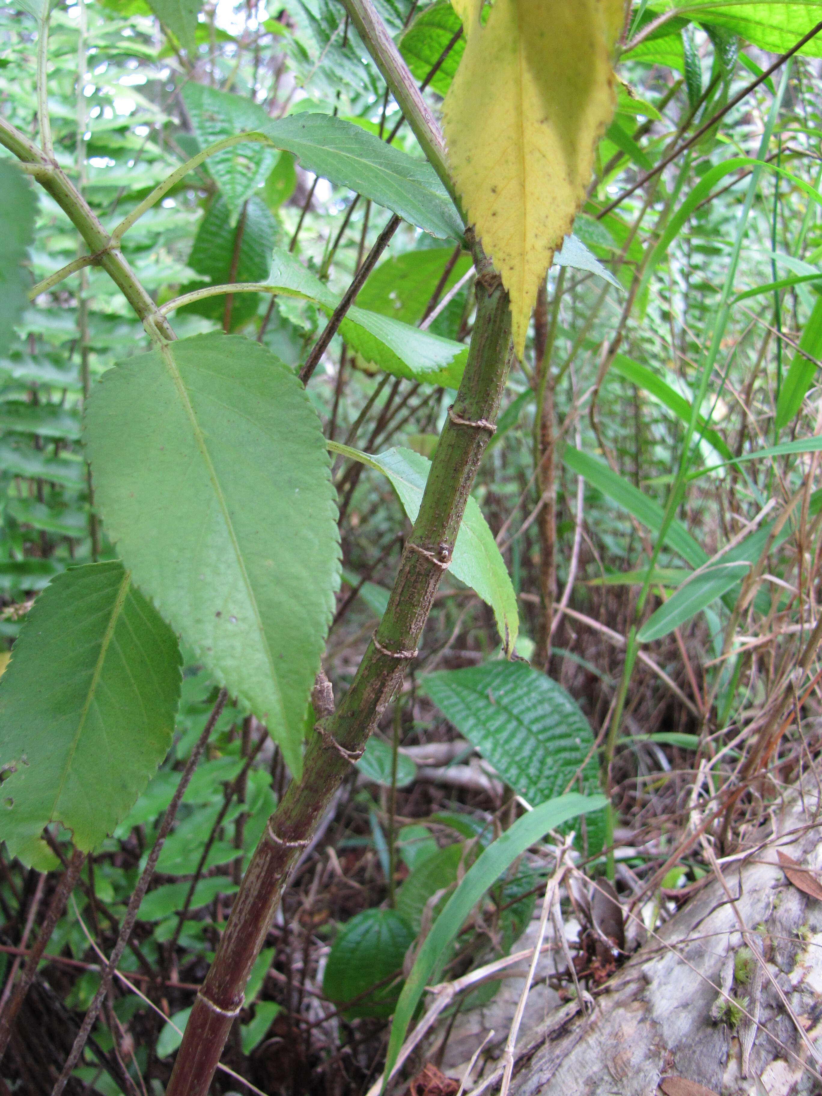 Image of Koko'olau