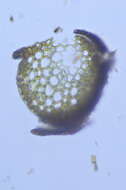 Image of Roth's andreaea moss