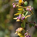 Image of Berberis holstii Engl.