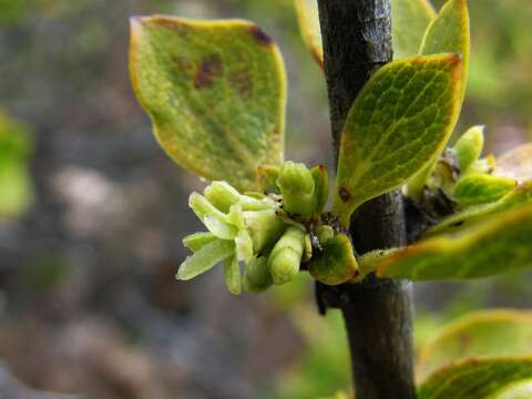 Image of alpine mirrorplant