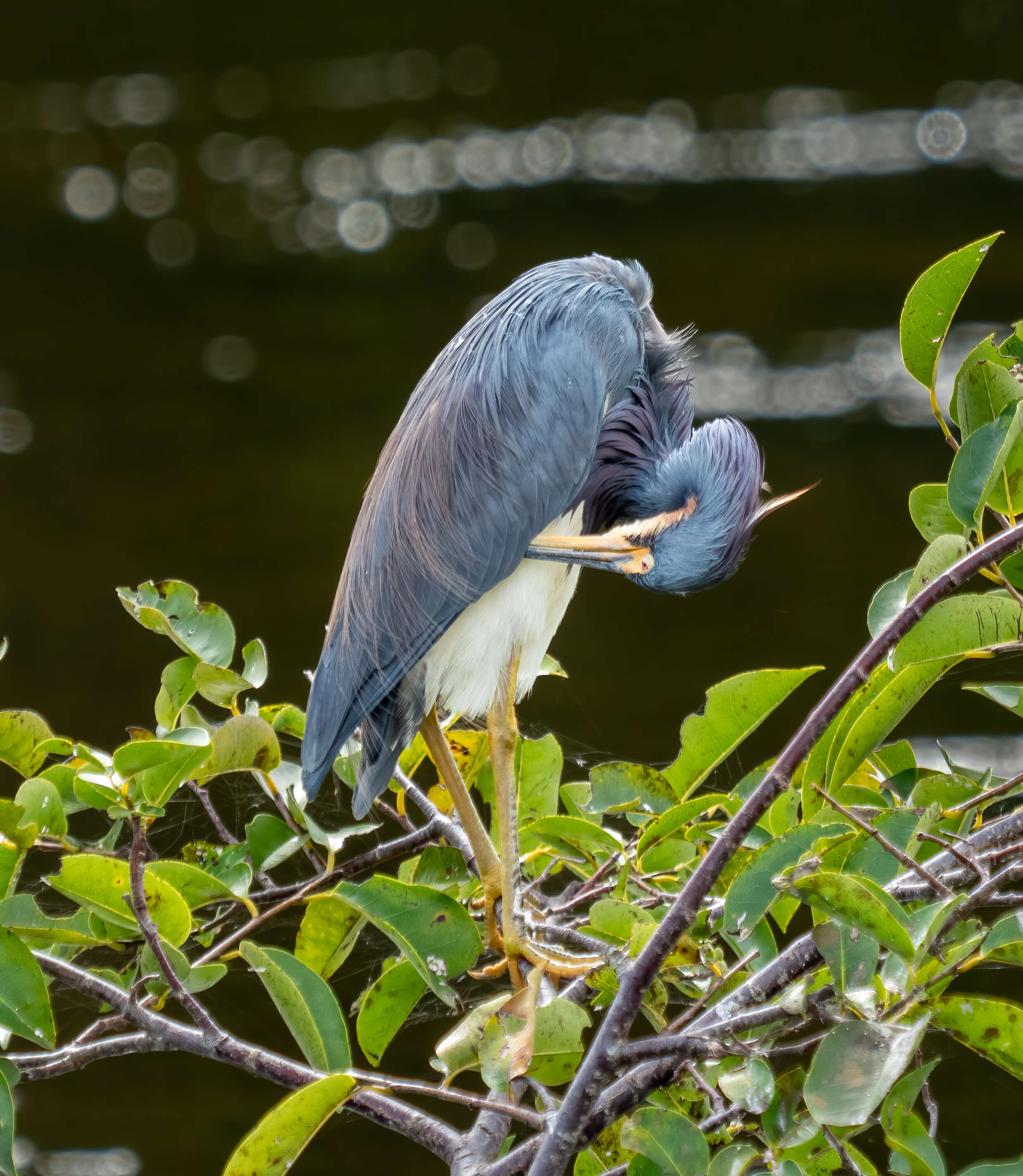 Image de Aigrette tricolore