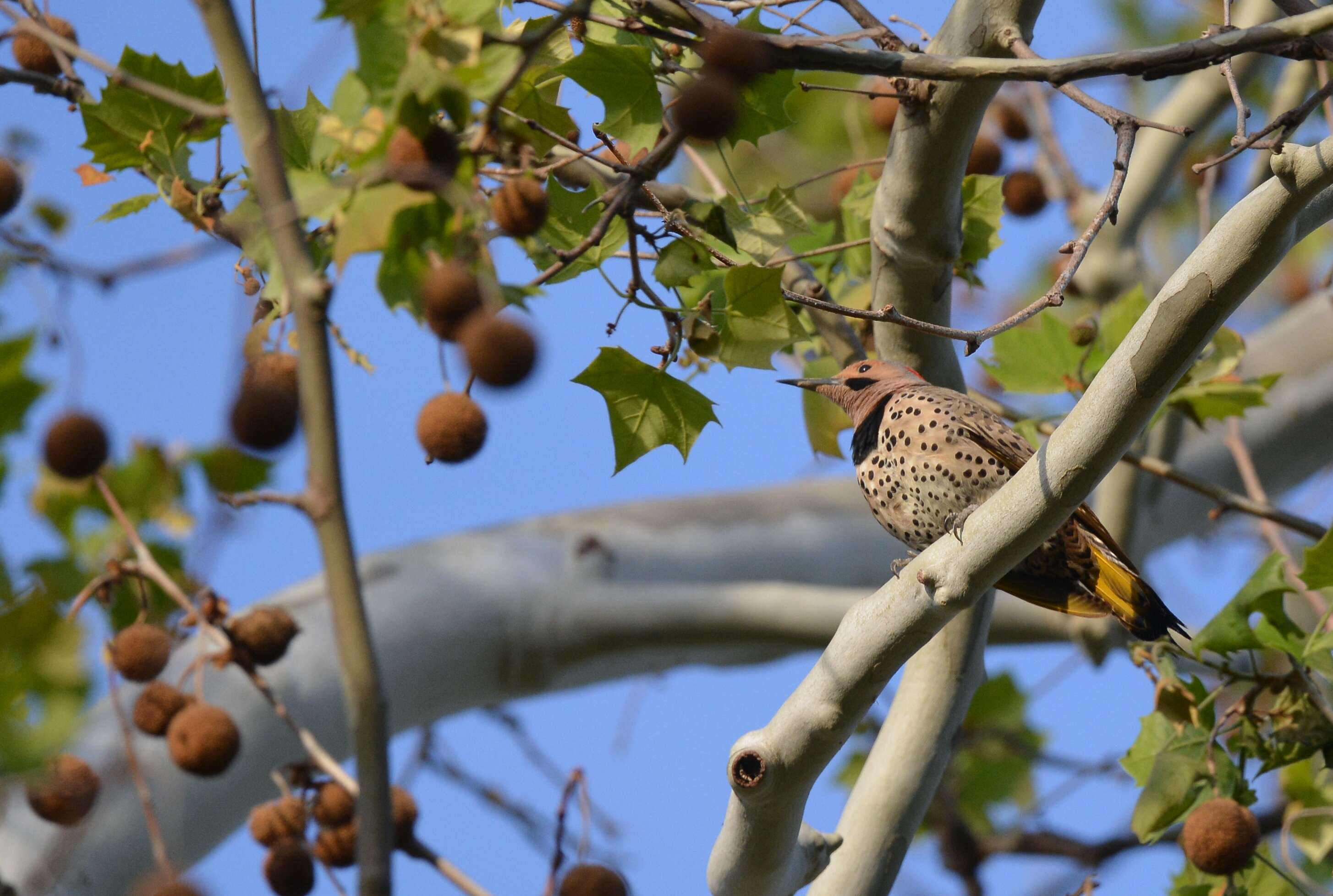 Image of Northern Flicker