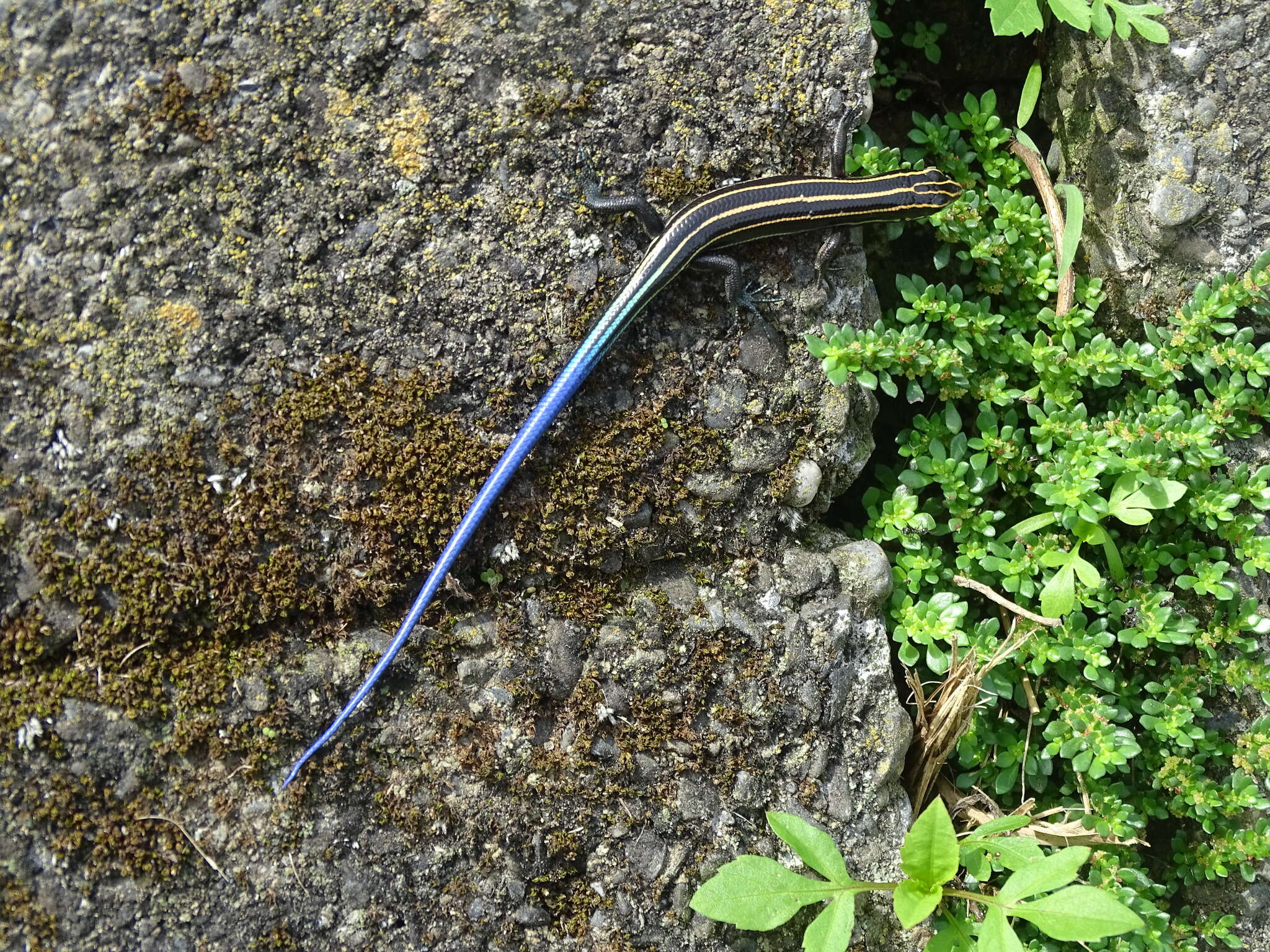 Image of Shanghai Elegant Skink