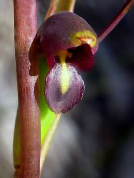 Image of Bird's-mouth orchid