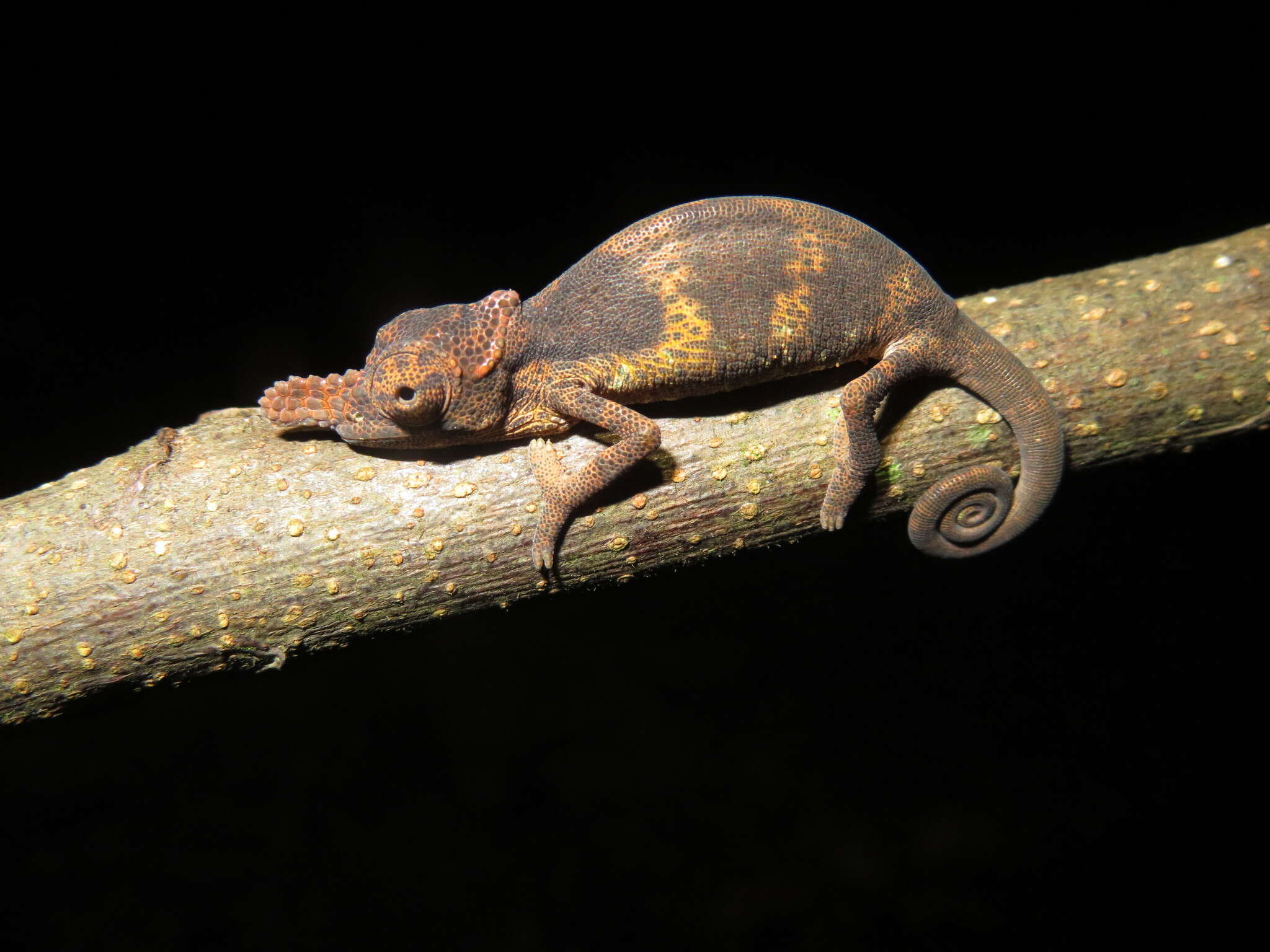 Image of Matschie's Dwarf Chameleon