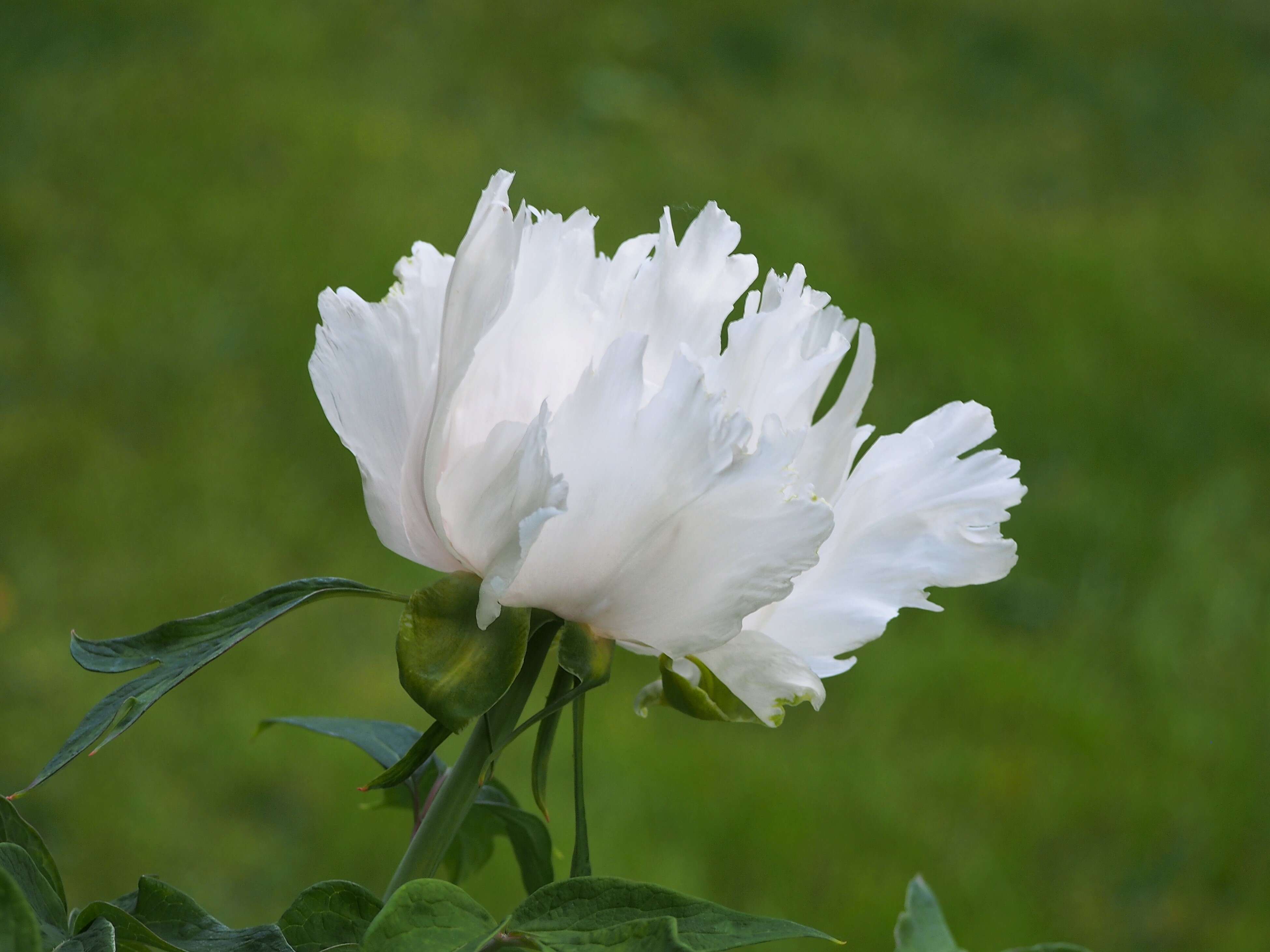 Слика од Paeonia ostii Tan Hong & Jia-xun Zhang