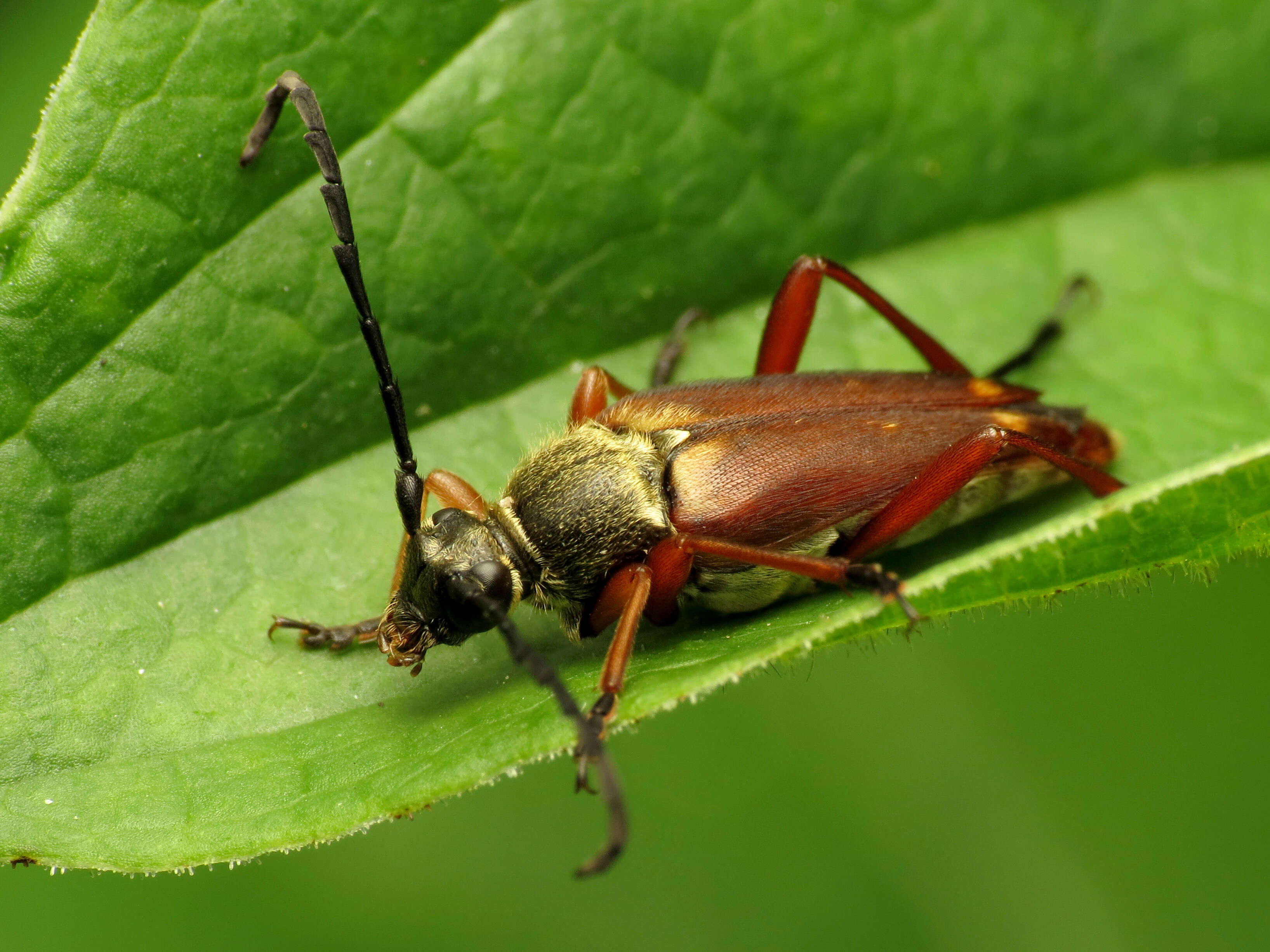 Imagem de Typocerus acuticauda Casey 1913