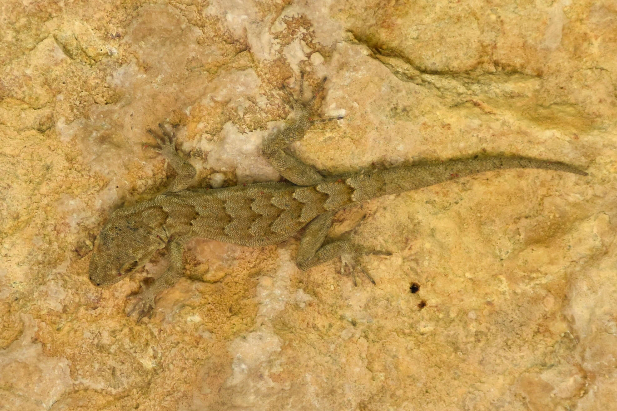 Image of Mediodactylus orientalis (Stepánek 1937)
