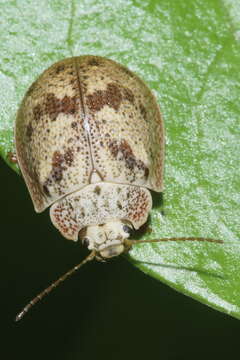 Image of Paropsis charybdis