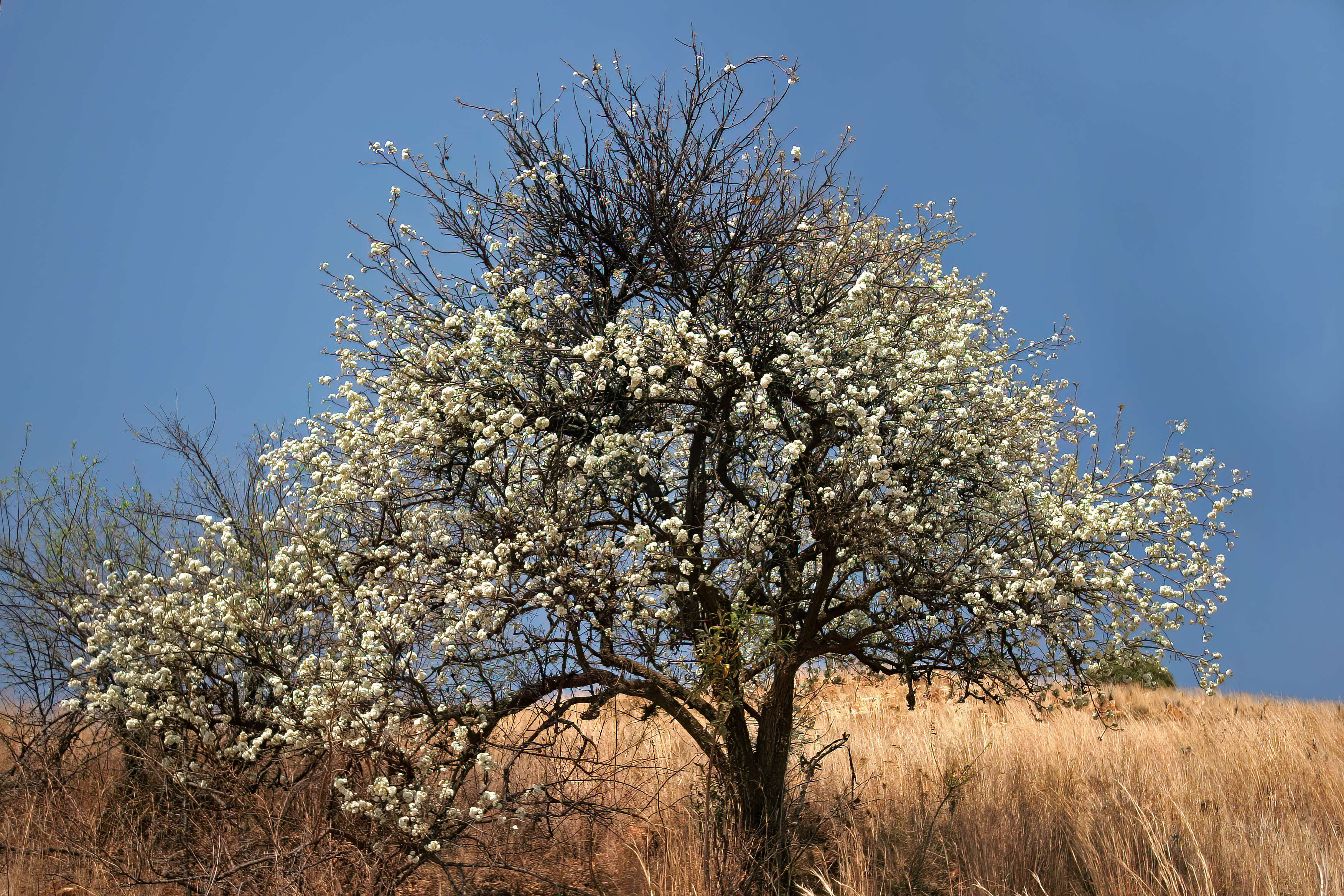 Imagem de Dombeya rotundifolia (Hochst.) Planch.