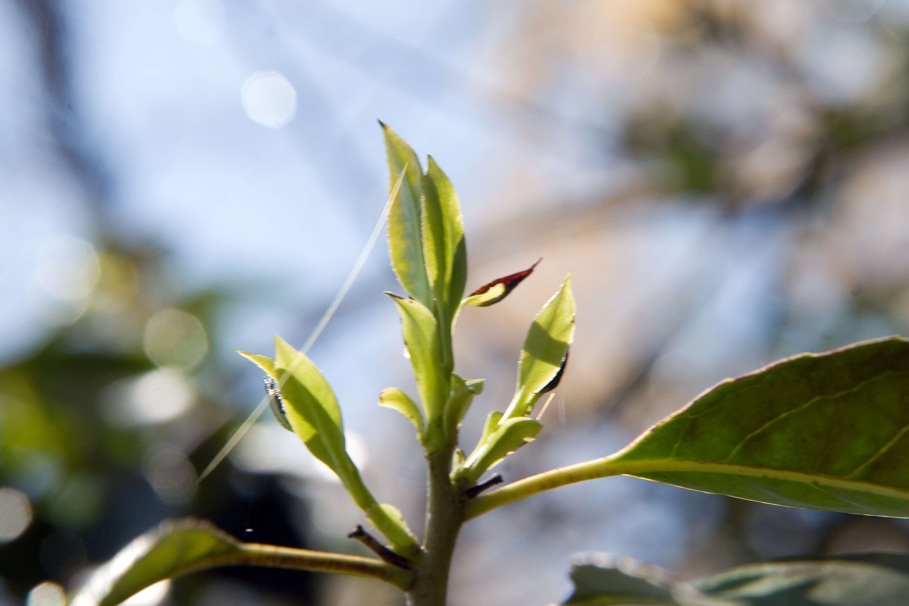 Plancia ëd Ilex chinensis Sims