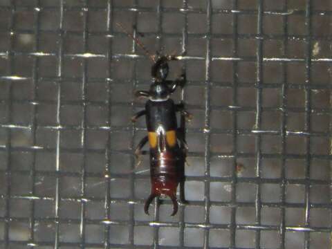 Image of Earwig