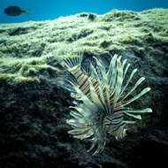 Image of Pterois