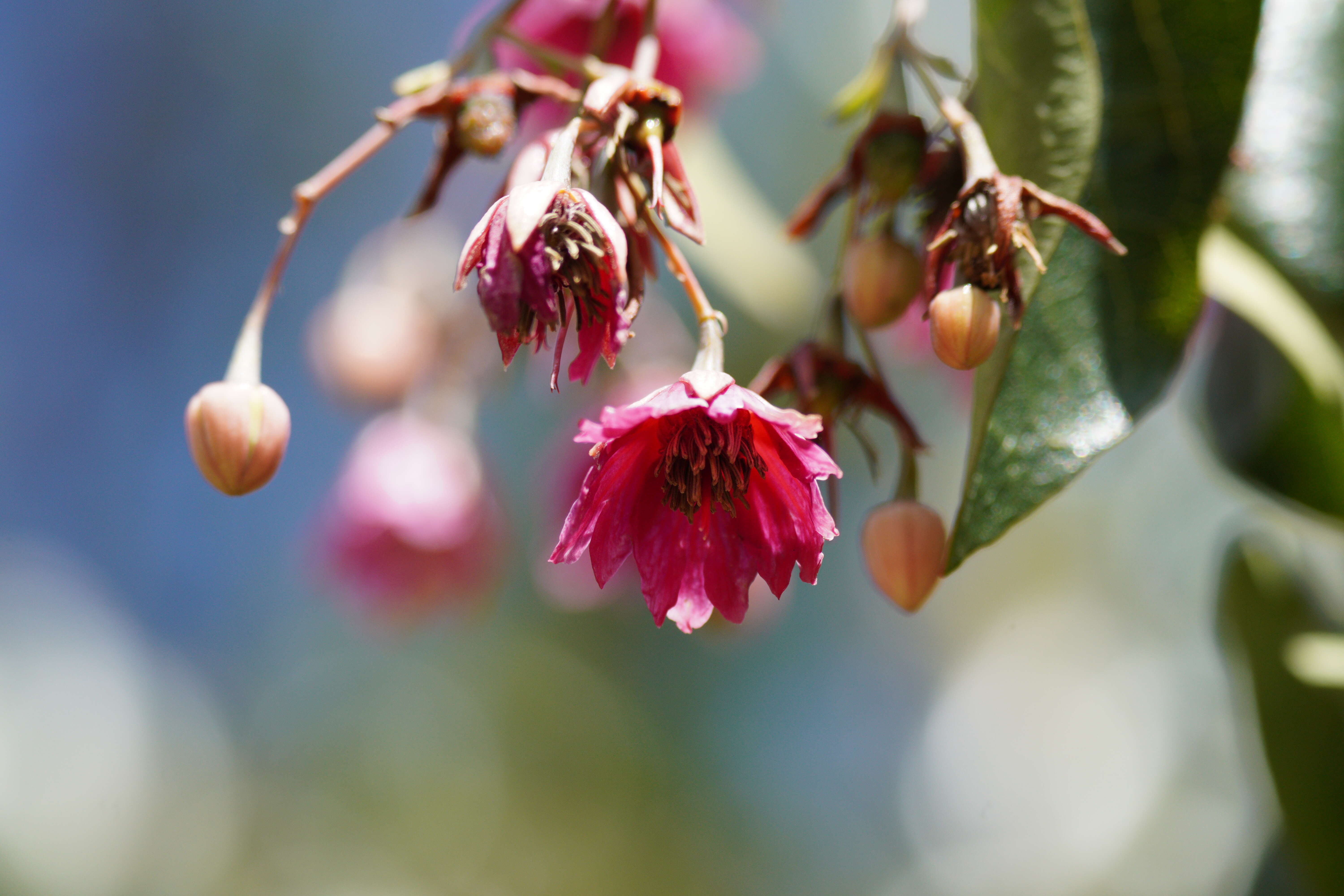 Imagem de Vallea stipularis Mutis ex L. fil.