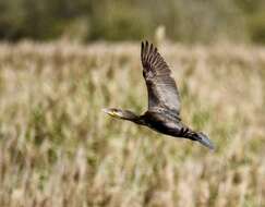 Image of Black Shag