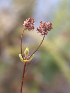 Image of Crassula atropurpurea (Haw.) D. Dietr.