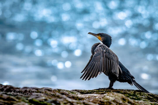 Plancia ëd Phalacrocorax aristotelis (Linnaeus 1761)