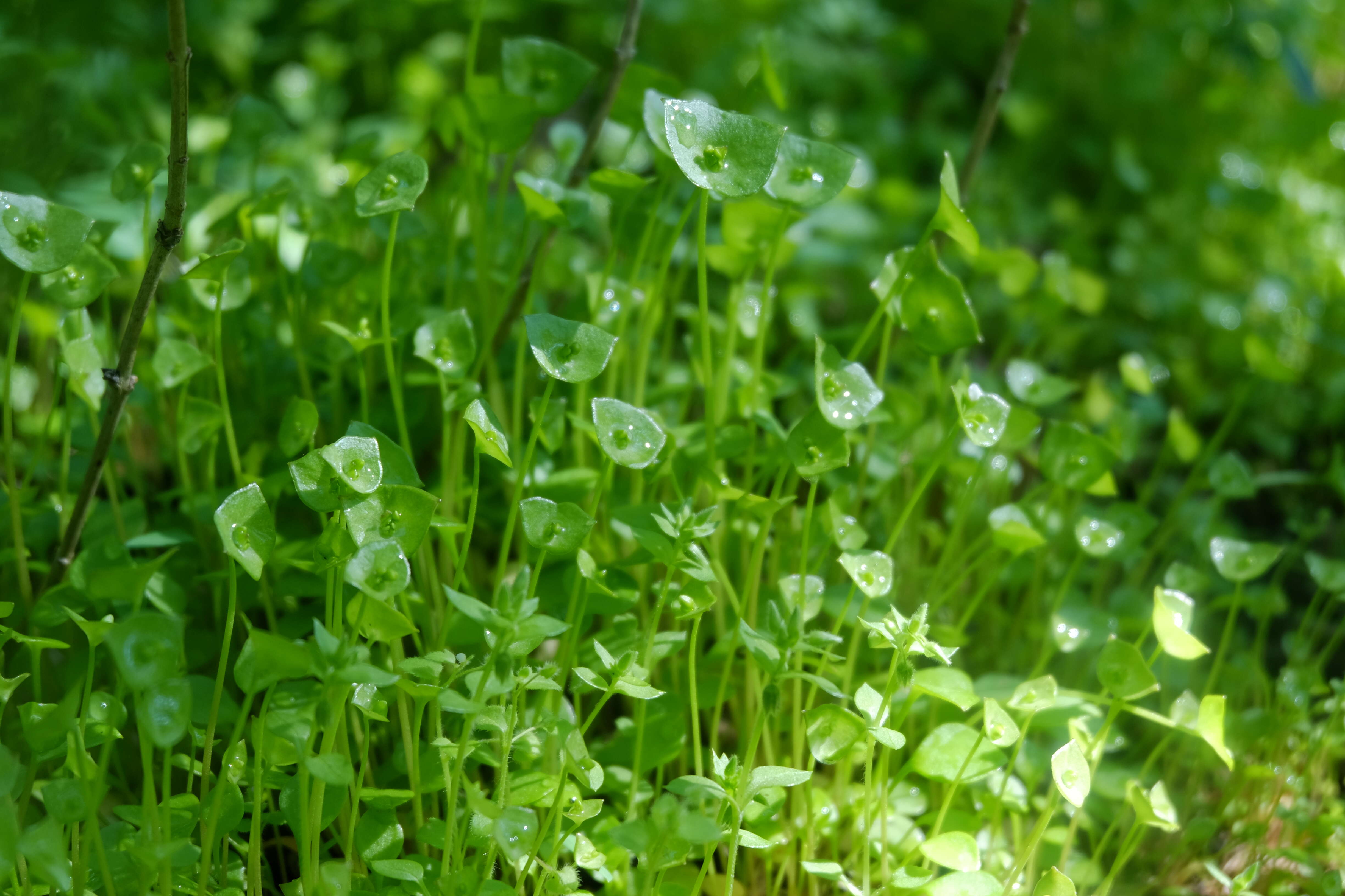 Image of Indian lettuce