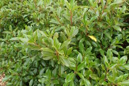 Imagem de Coprosma dodonaeifolia W. R. B. Oliv.