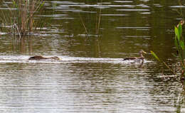 Image of Florida duck