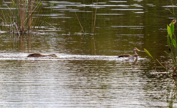 Image de Canard brun