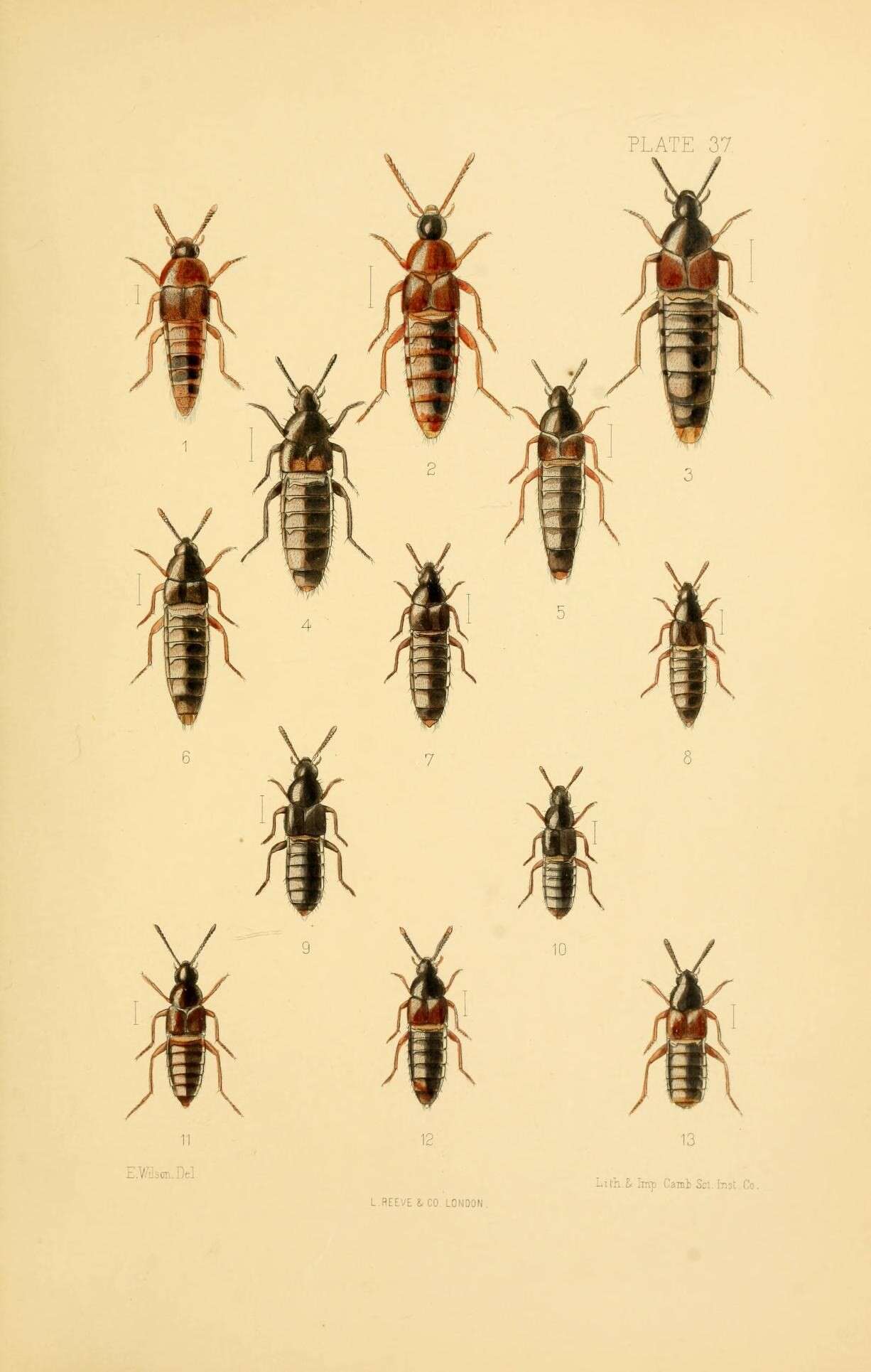 Image of Aleochara (Xenochara) brevipennis Gravenhorst 1806