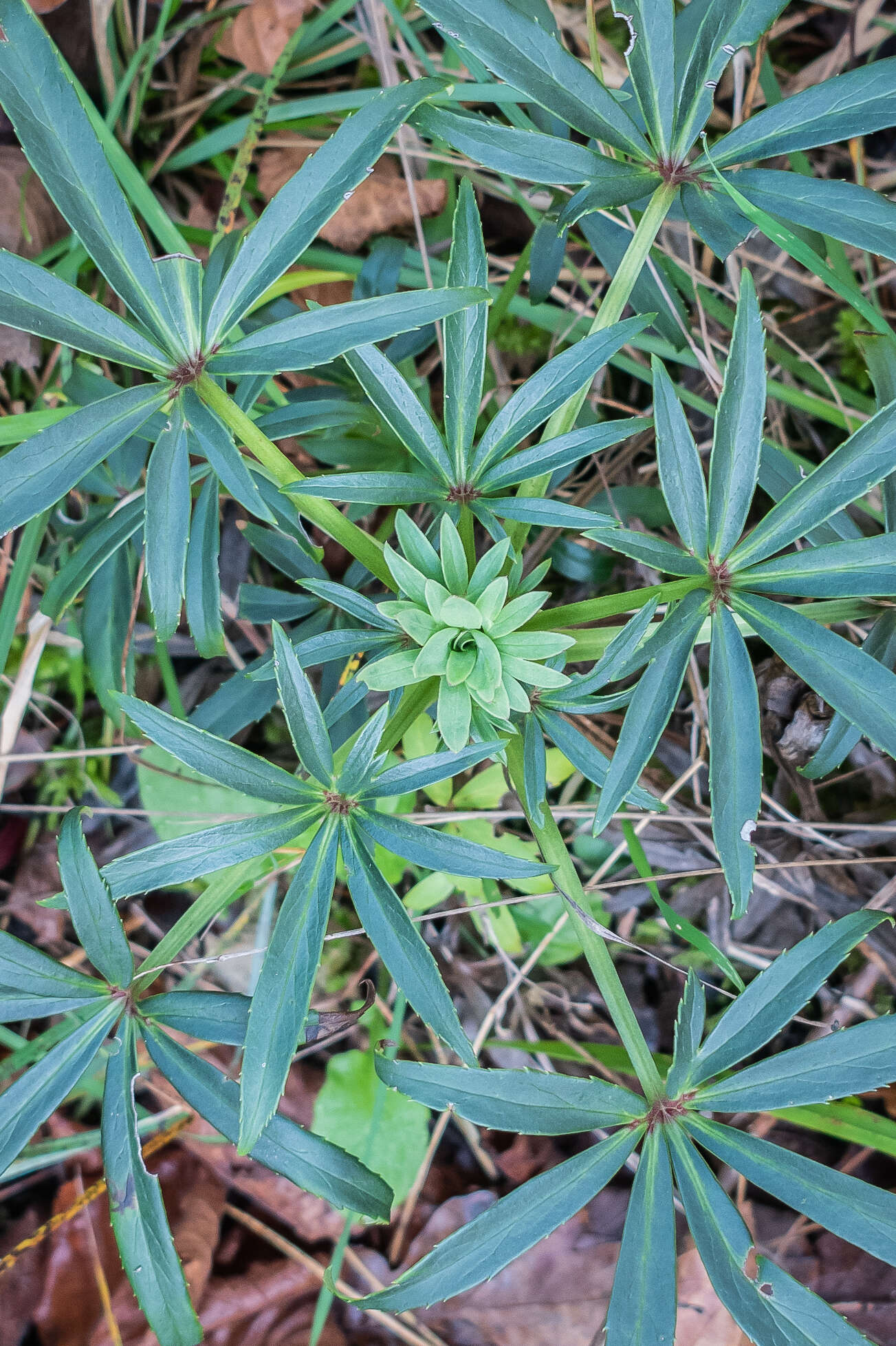 Image of Stinking Hellebore