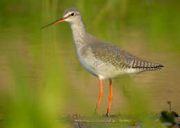 Image of Spotted Redshank