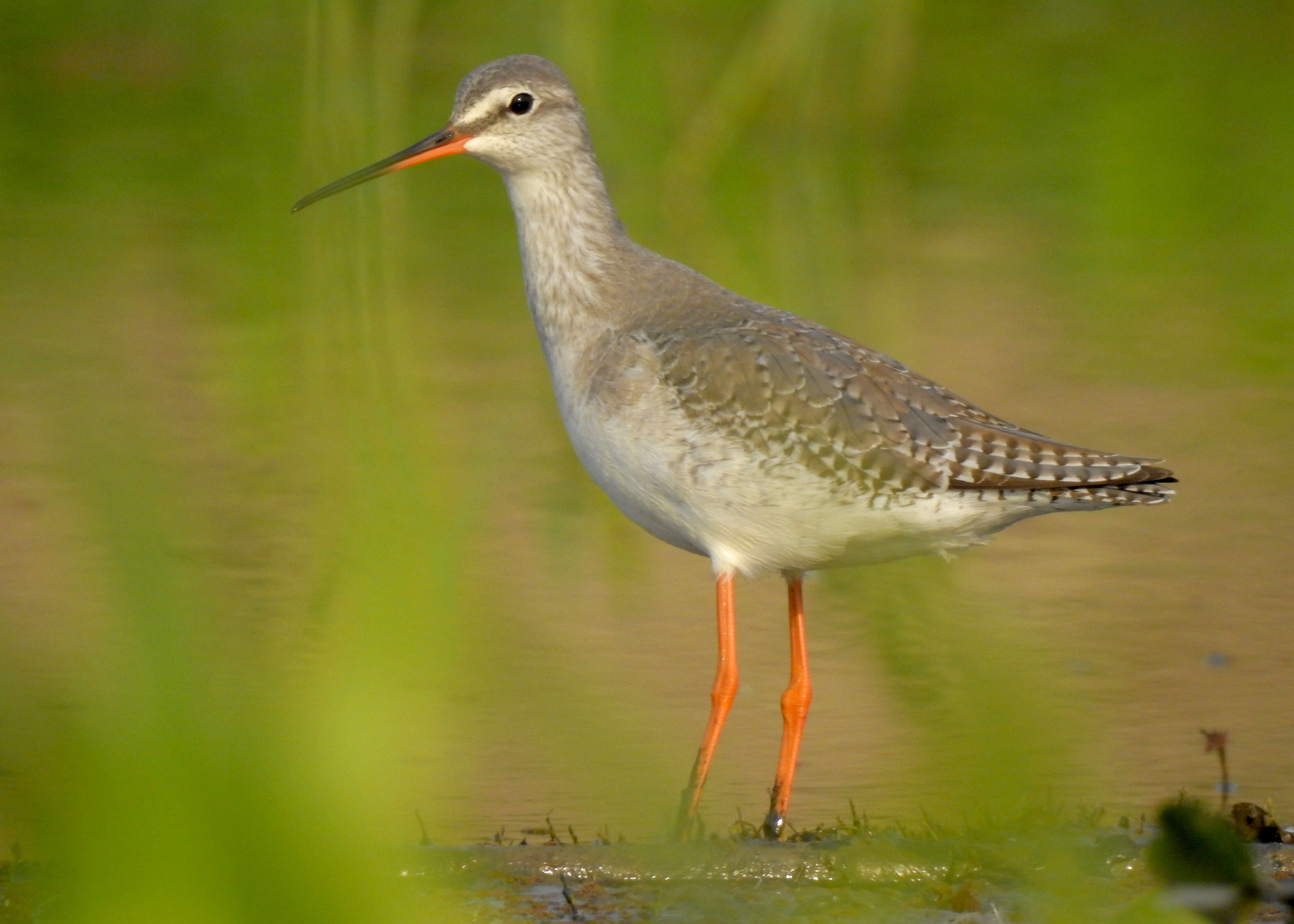 Image of Spotted Redshank