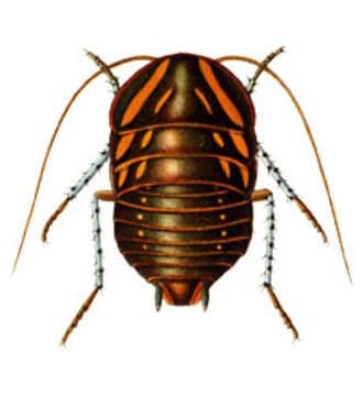 Image of Mardi Gras Cockroach