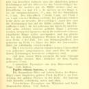 Image of Graphium liponesco (Suffert 1904)