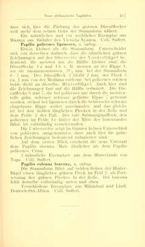 Image of Graphium liponesco (Suffert 1904)