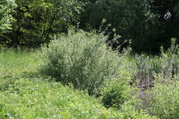 Image of eared willow