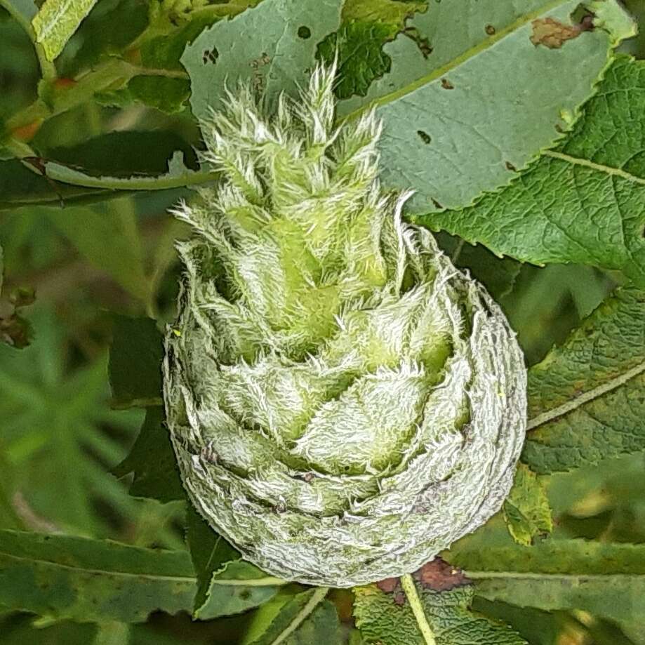 Image of Willow Pinecone Gall Midge