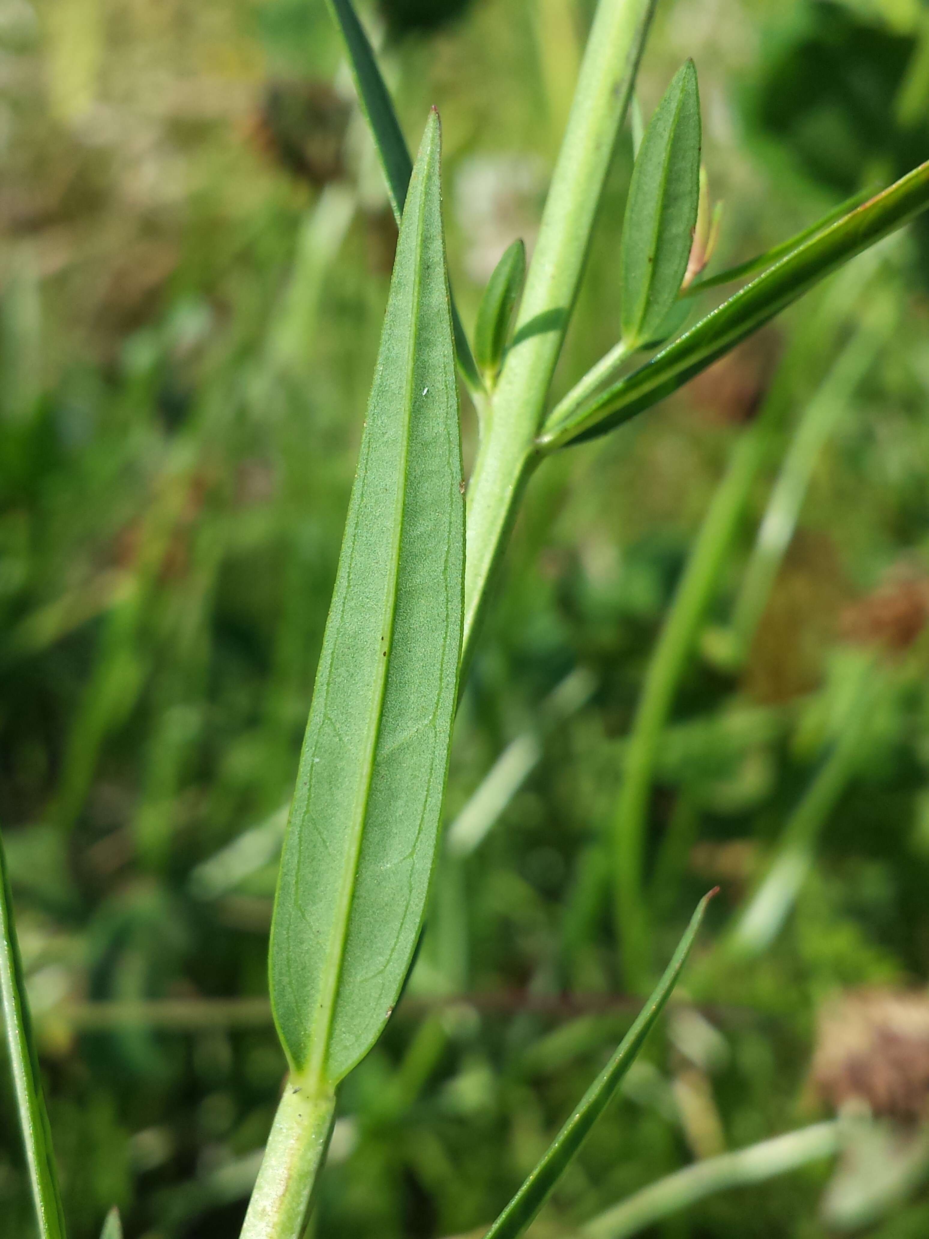 Imagem de Lythrum virgatum L.