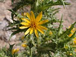 Image of spotted goldenthistle