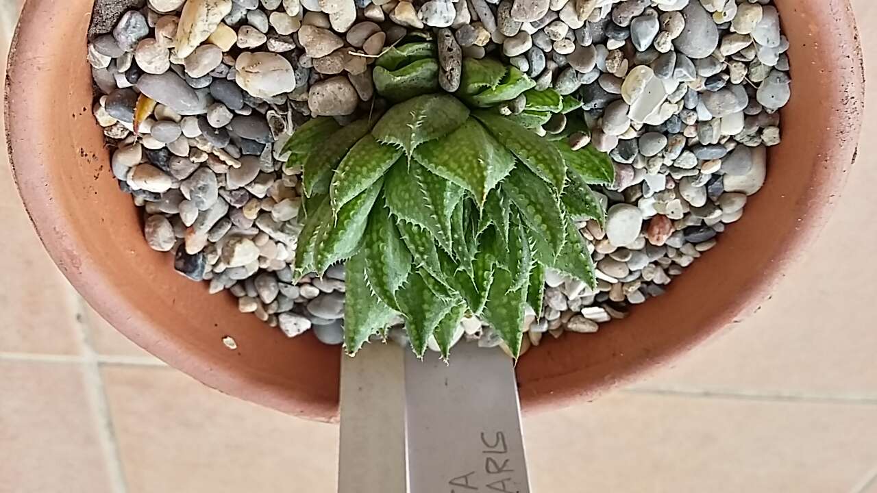 Слика од Haworthia reticulata (Haw.) Haw.