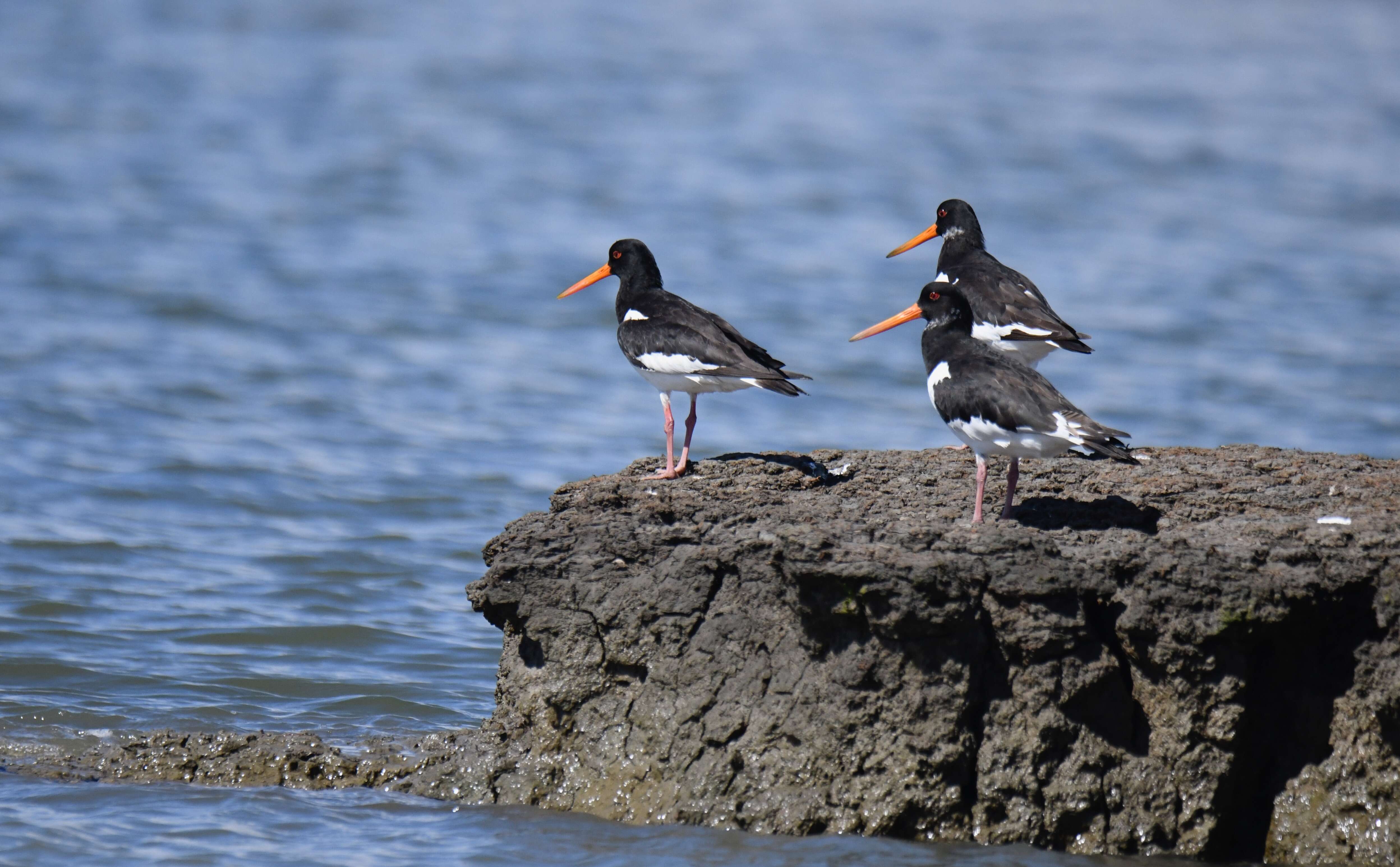 Image of oystercatcher, eurasian oystercatcher