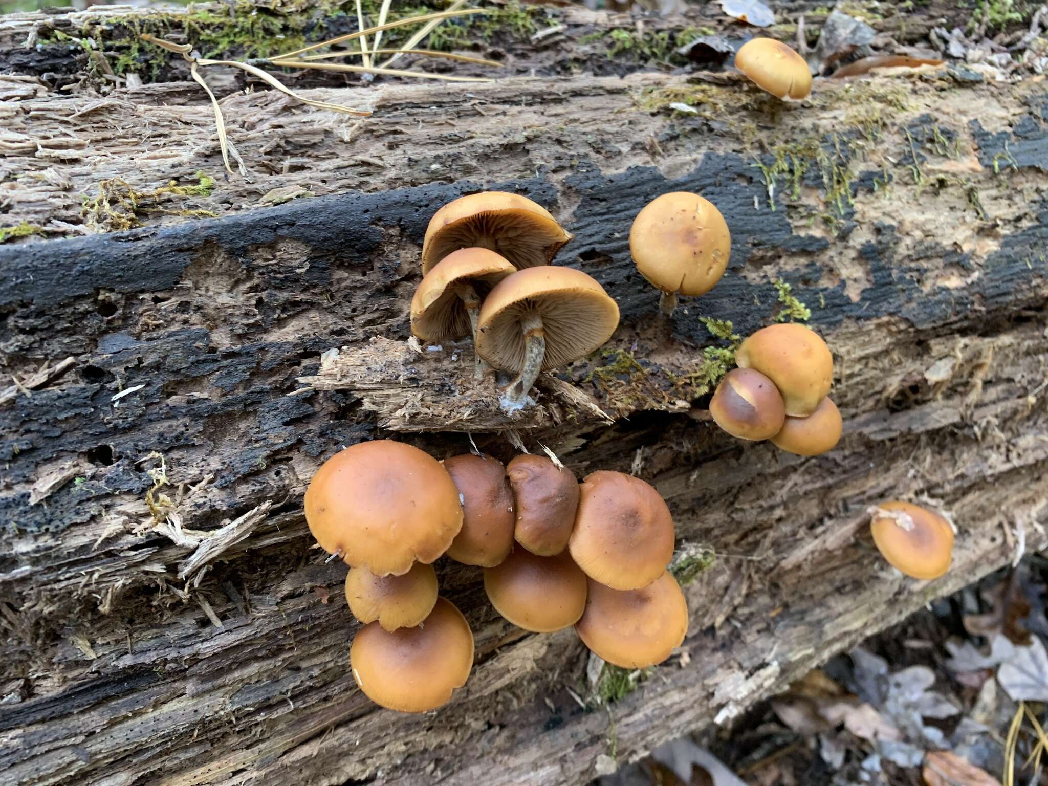 Image of Galerina marginata (Batsch) Kühner 1935