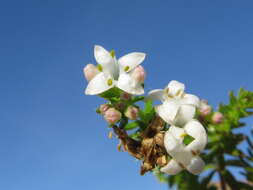 Image of Asperula conferta Hook. fil.