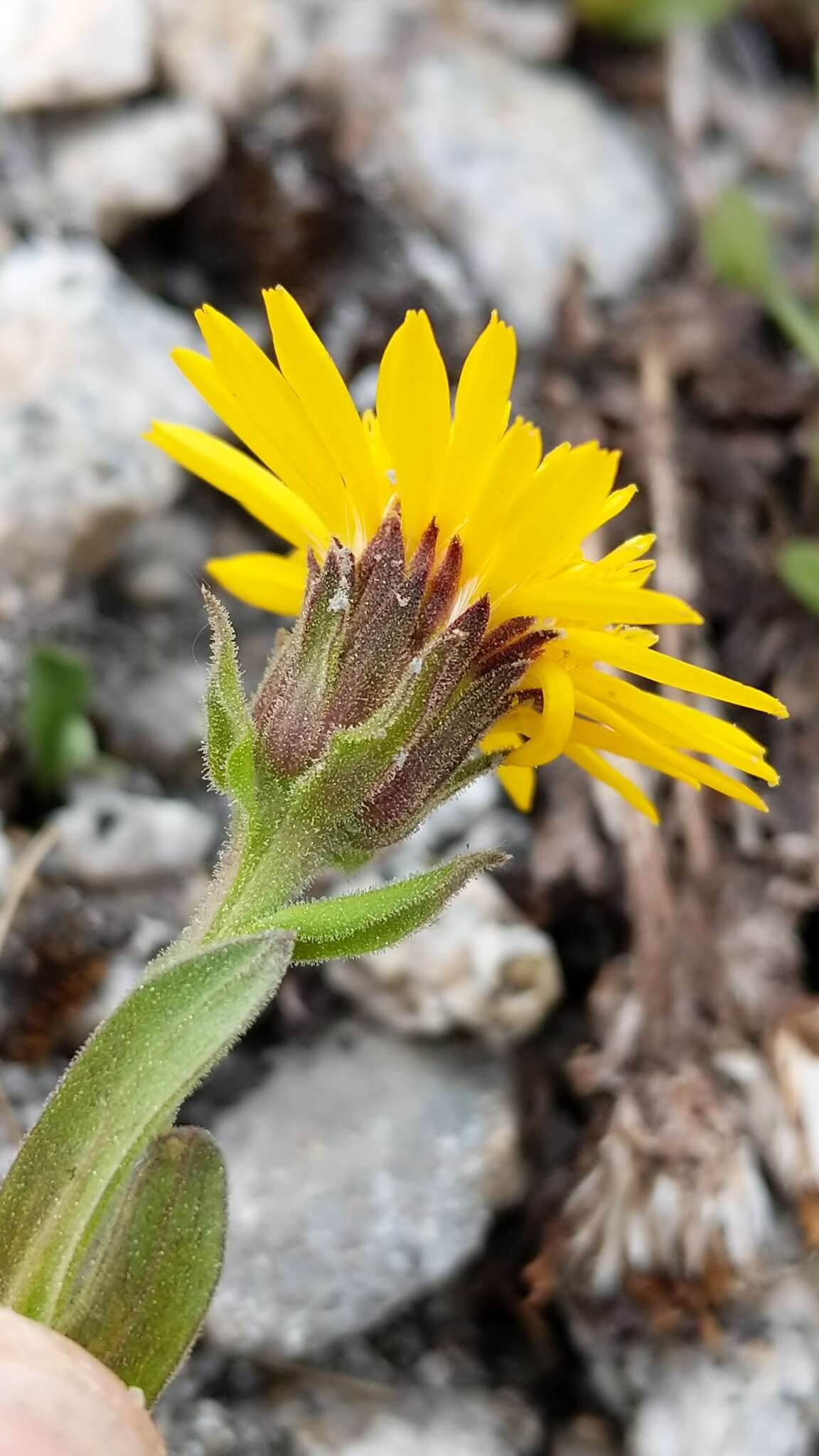 Image of Lyall's goldenweed