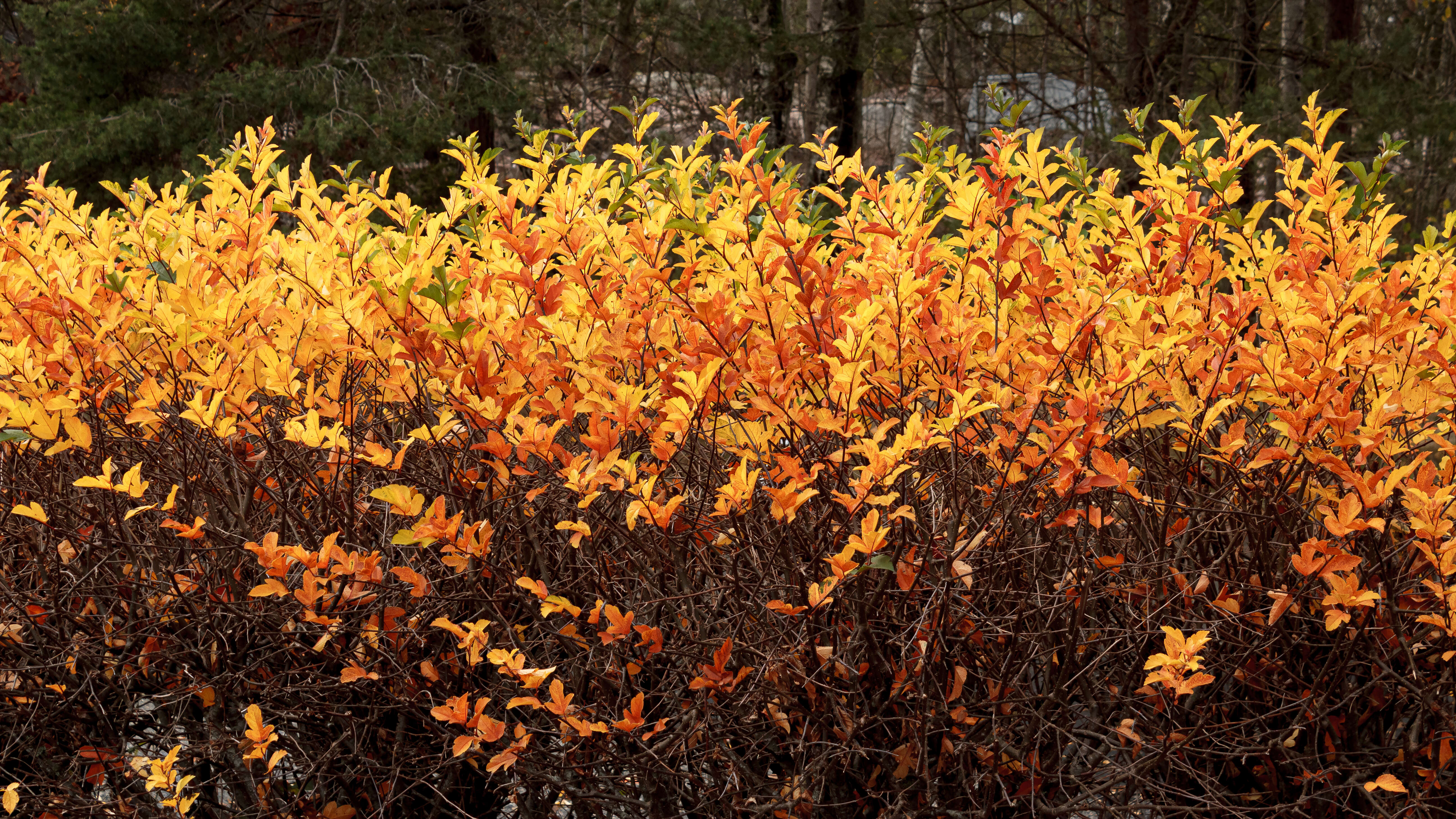 Imagem de Malus sieboldii (Regel) Rehd.